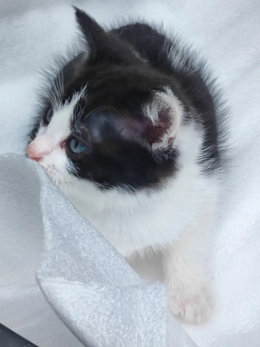 Kittens - Image 4