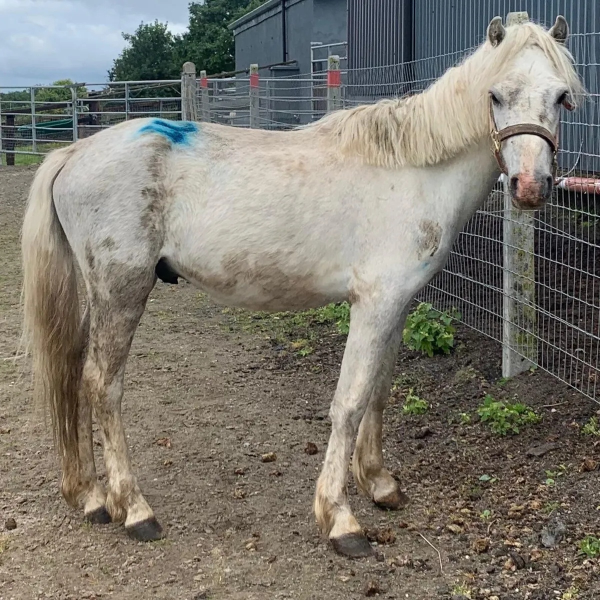 Unbroken 3 year old gelding - Image 1