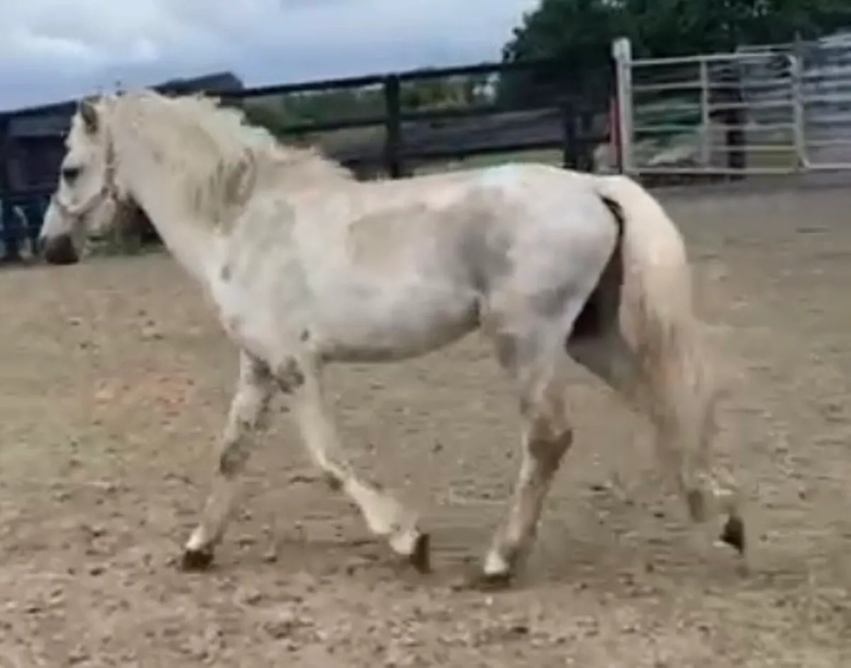 Unbroken 3 year old gelding - Image 2