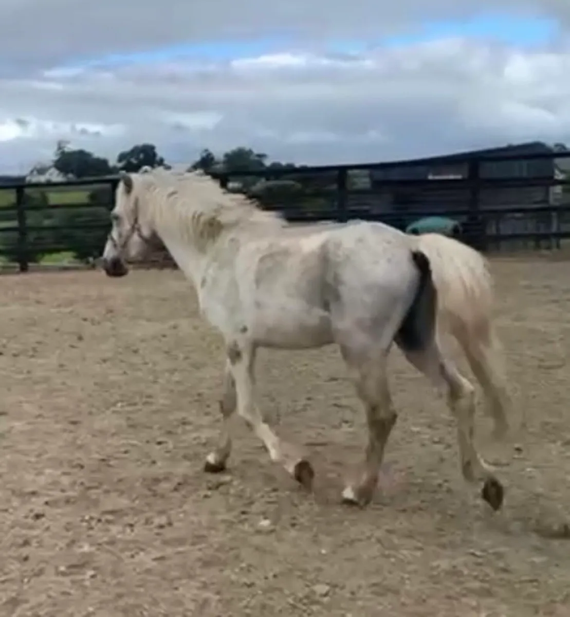 Unbroken 3 year old gelding - Image 3