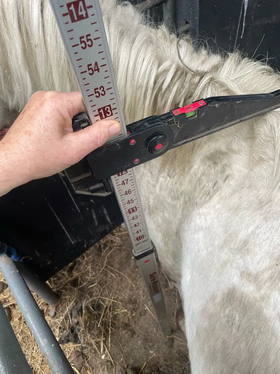 Unbroken 3 year old gelding - Image 4