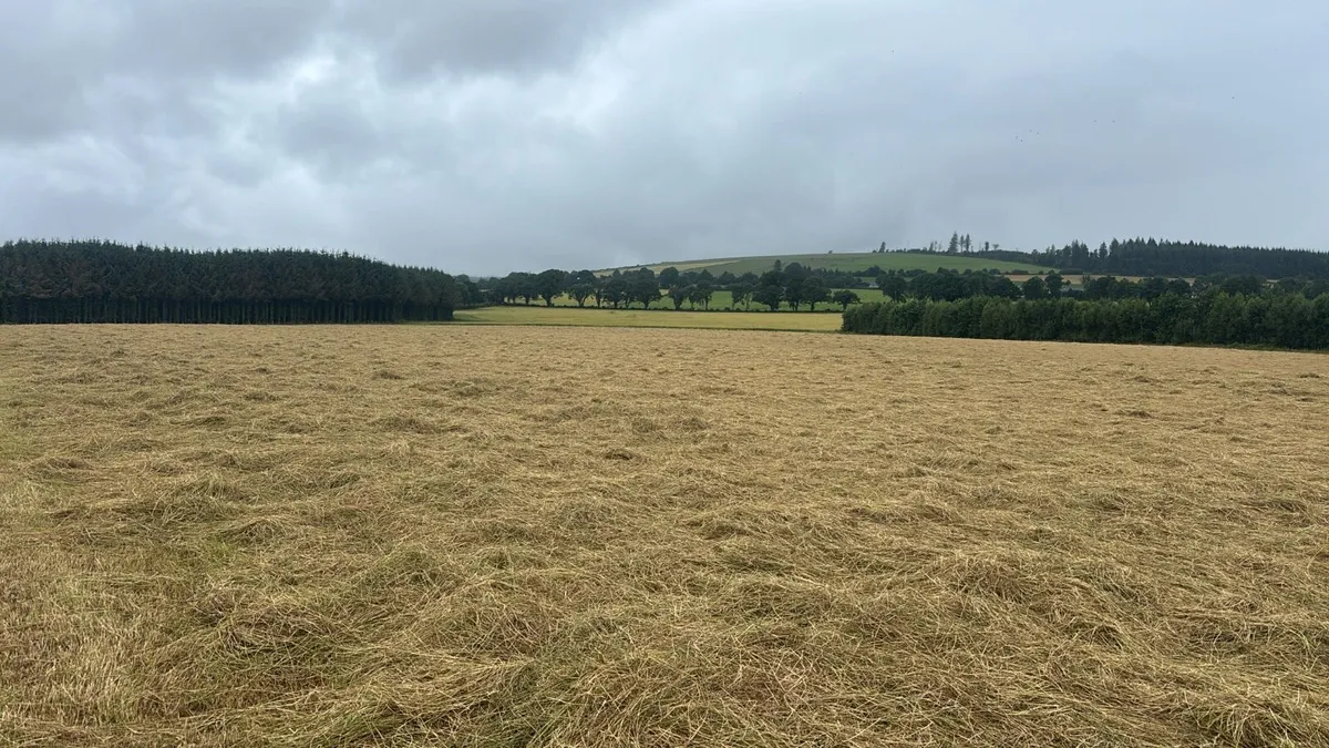 Hay Small Square Bales of first crop rye grass - Image 1