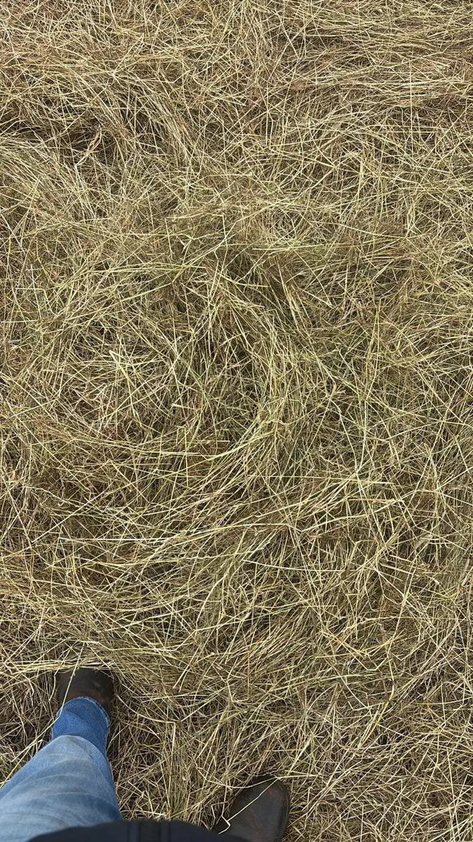 Hay Small Square Bales of first crop rye grass - Image 2