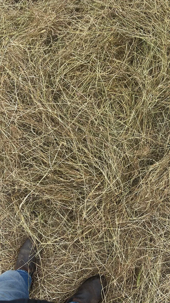 Hay Small Square Bales of first crop rye grass - Image 3