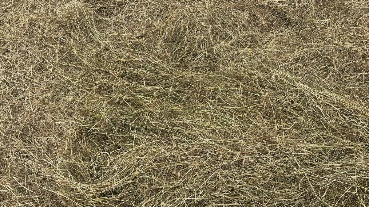 Hay Small Square Bales of first crop rye grass - Image 4