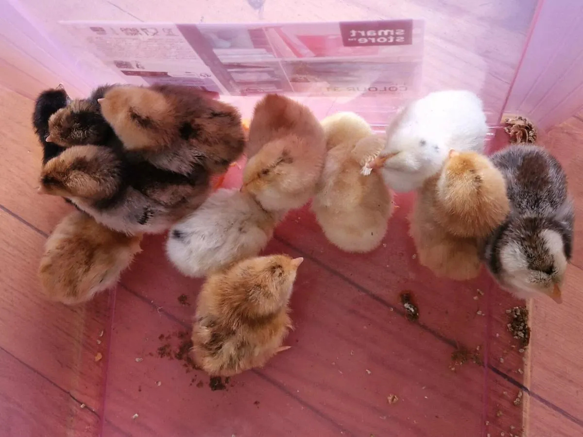 Day old chicks & geese - Image 1
