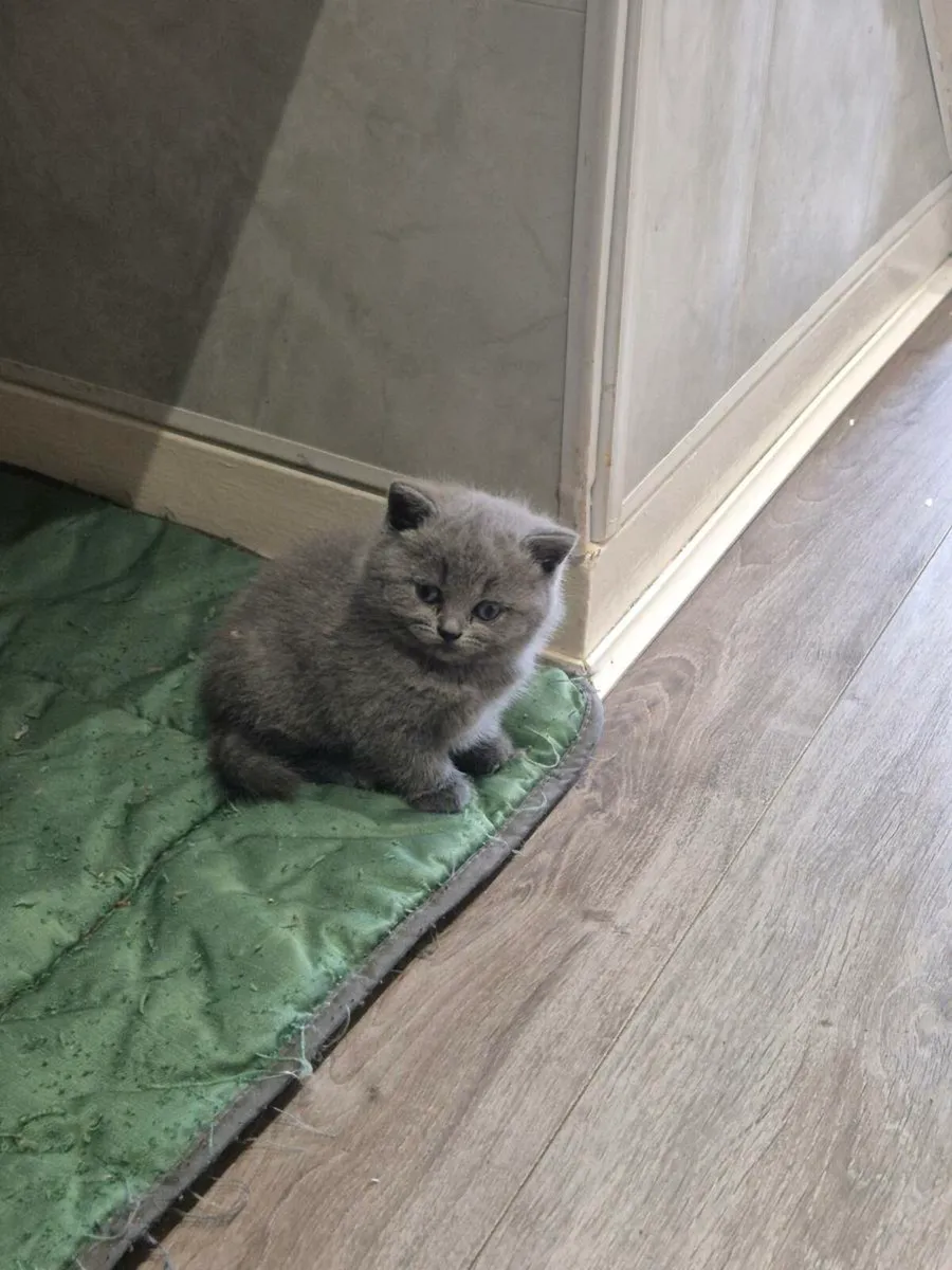 Cat - Image 4