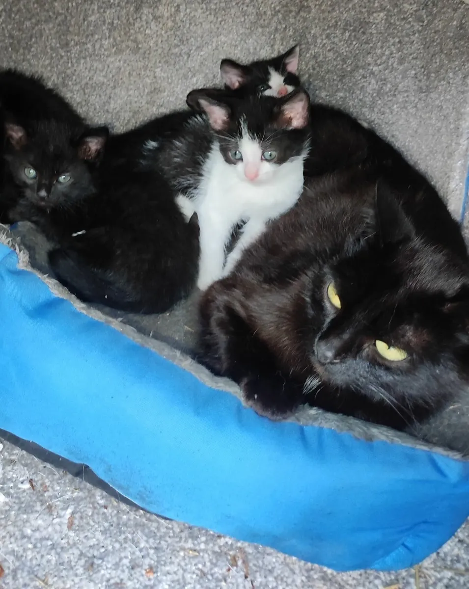 Kittens - Image 2