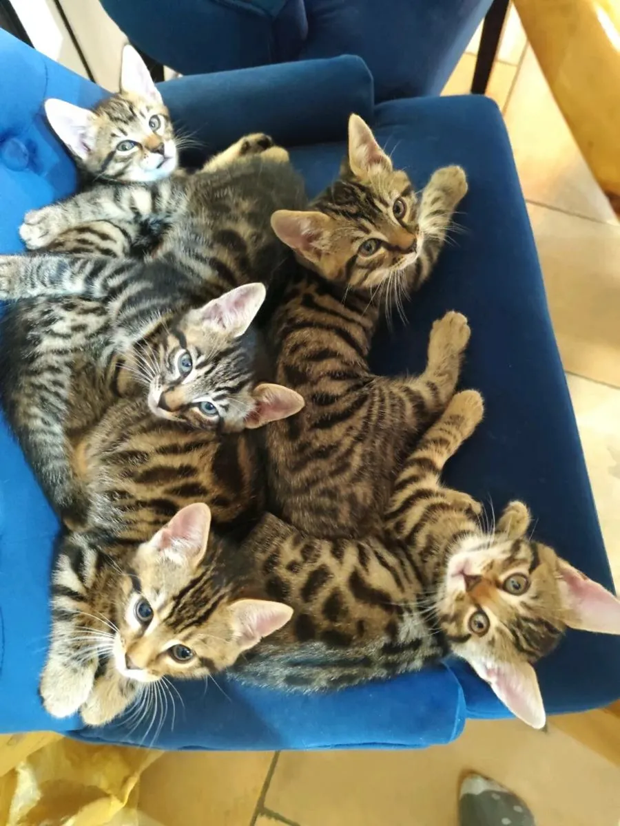 Bengal Kittens - Image 1