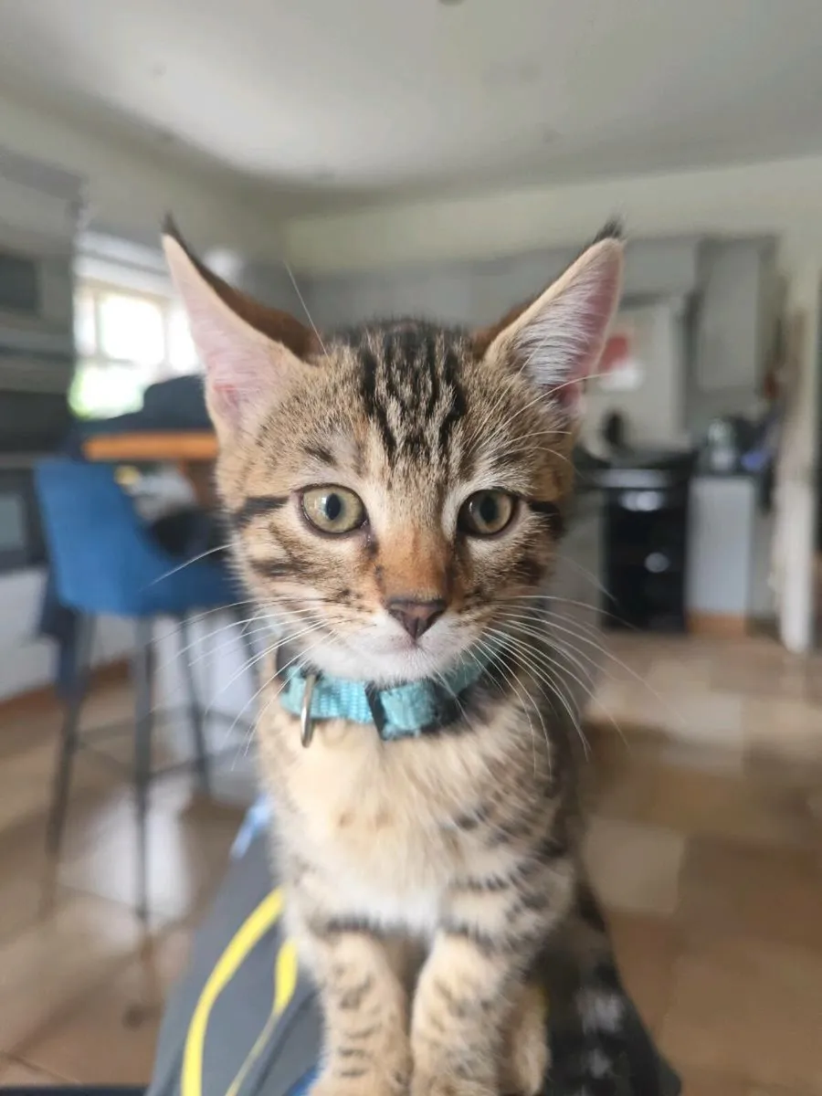 Bengal Kittens - Image 2