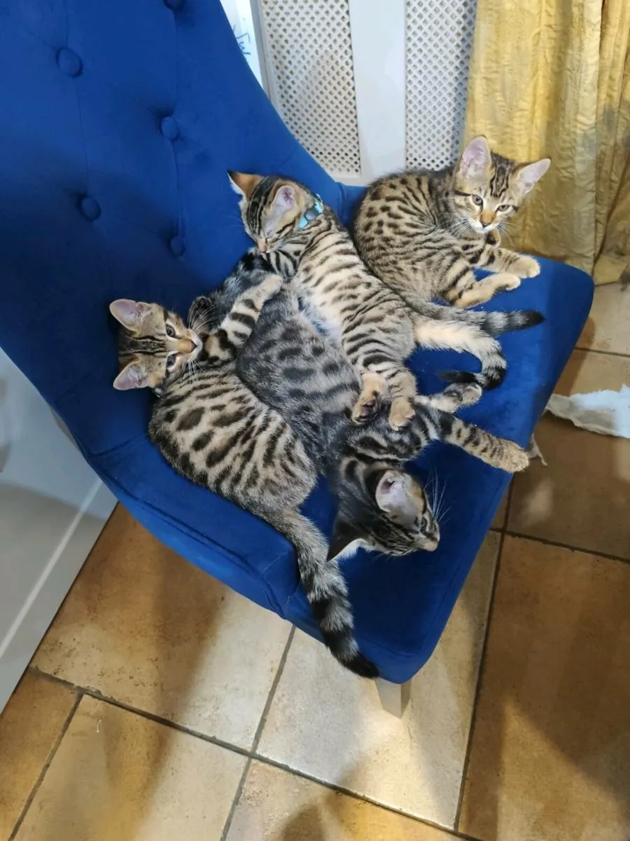 Bengal Kittens - Image 3