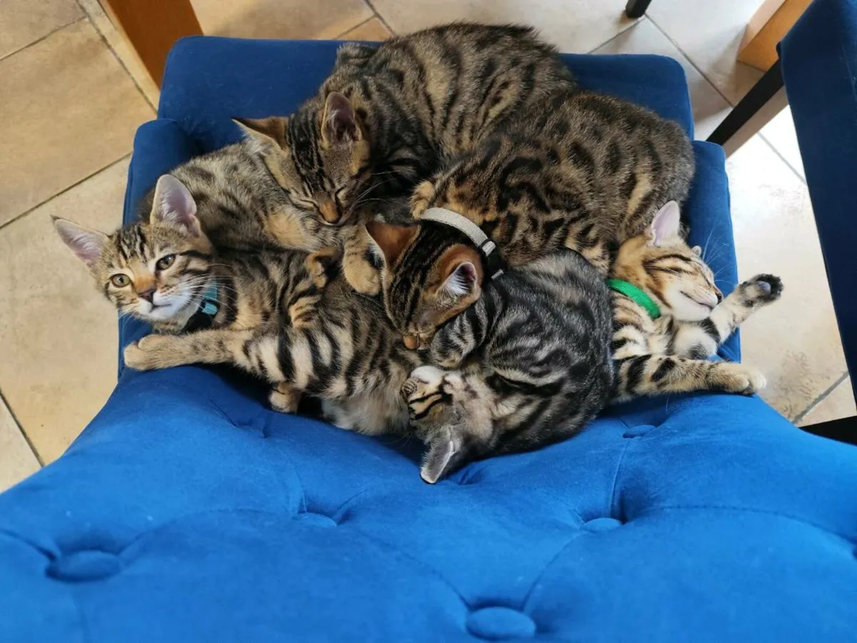 Bengal Kittens - Image 4