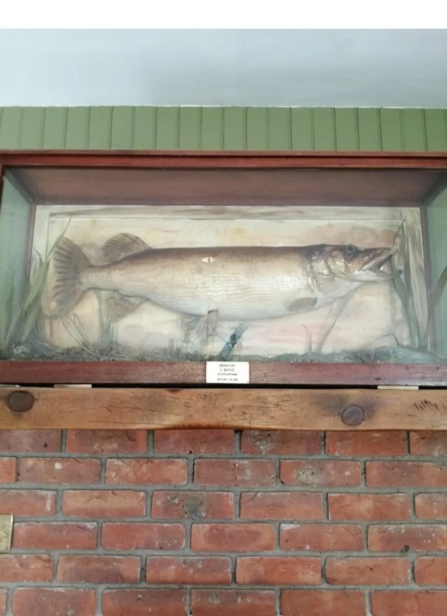 taxidermy - Image 1