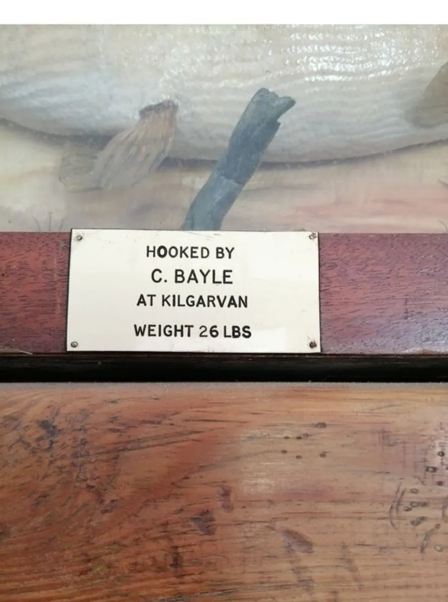 taxidermy - Image 4