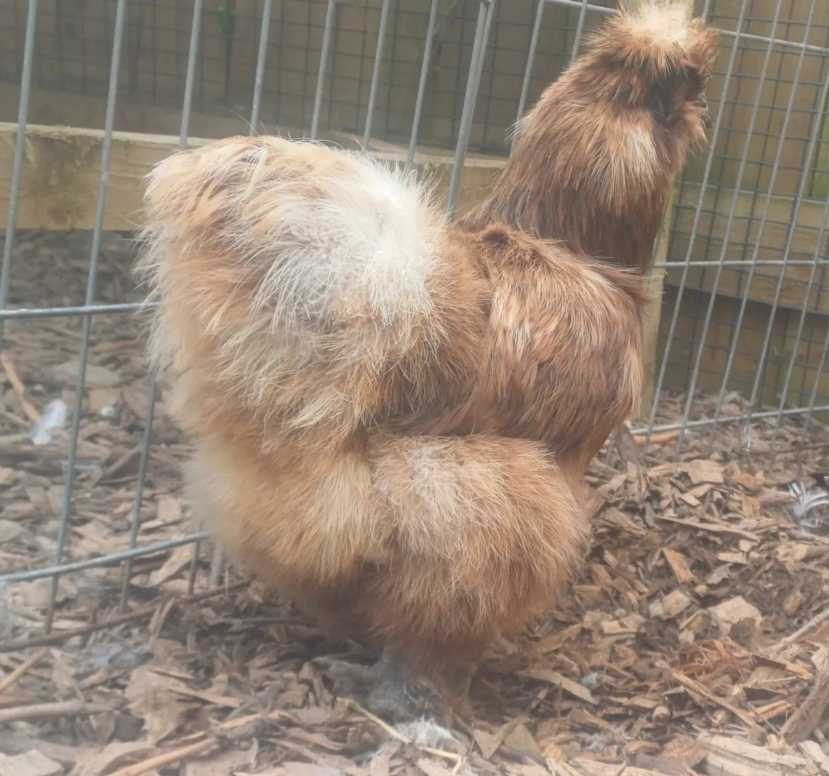 USA silkies - Image 1