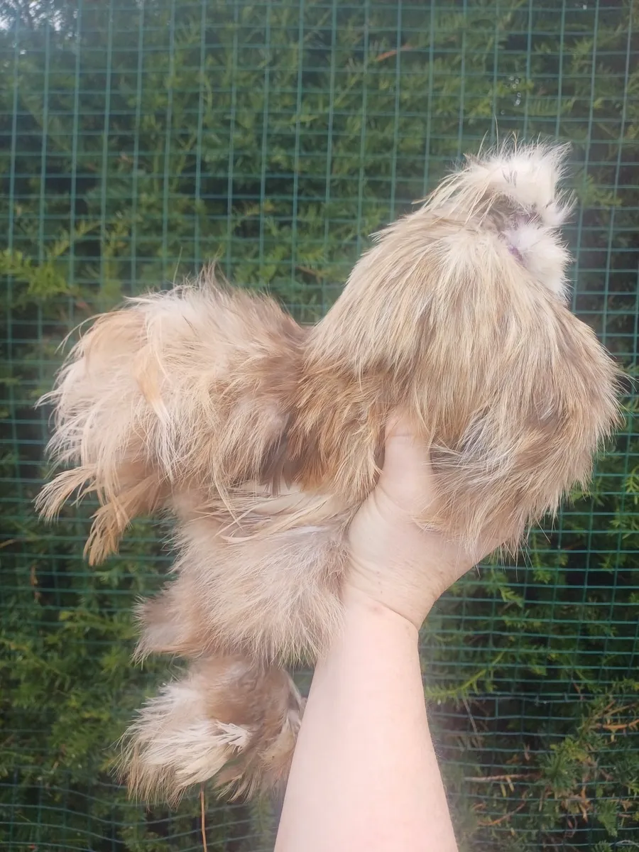 USA silkies - Image 2