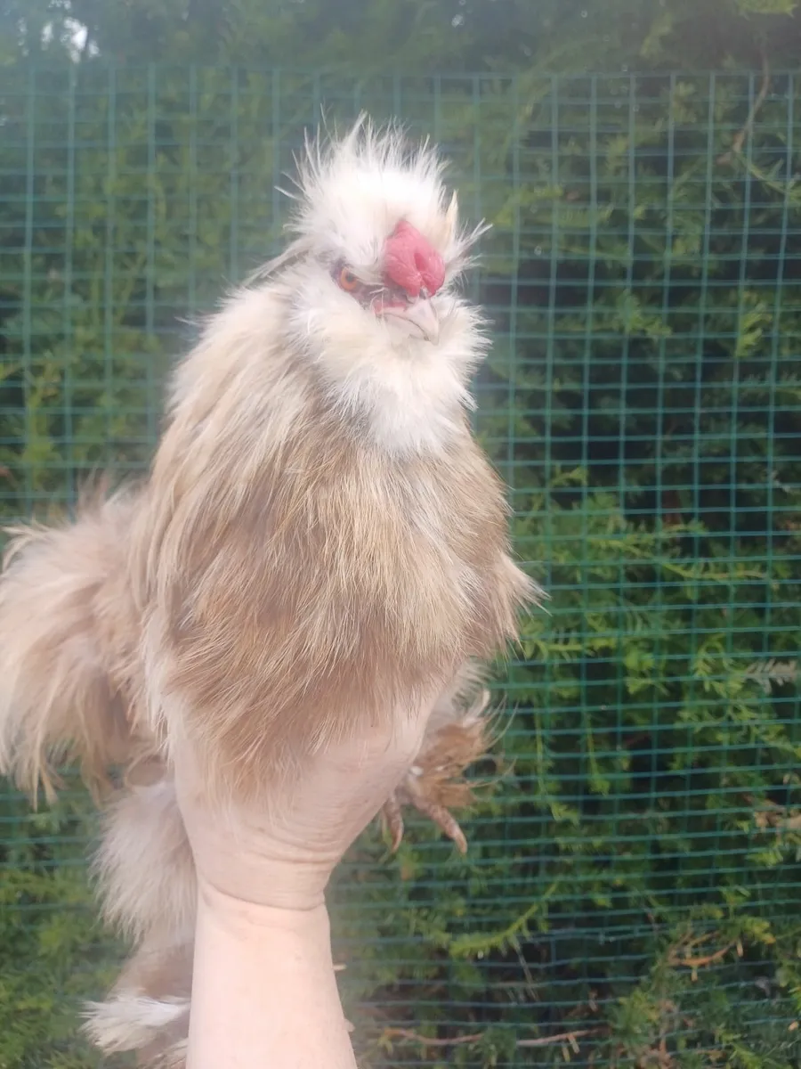 USA silkies - Image 3