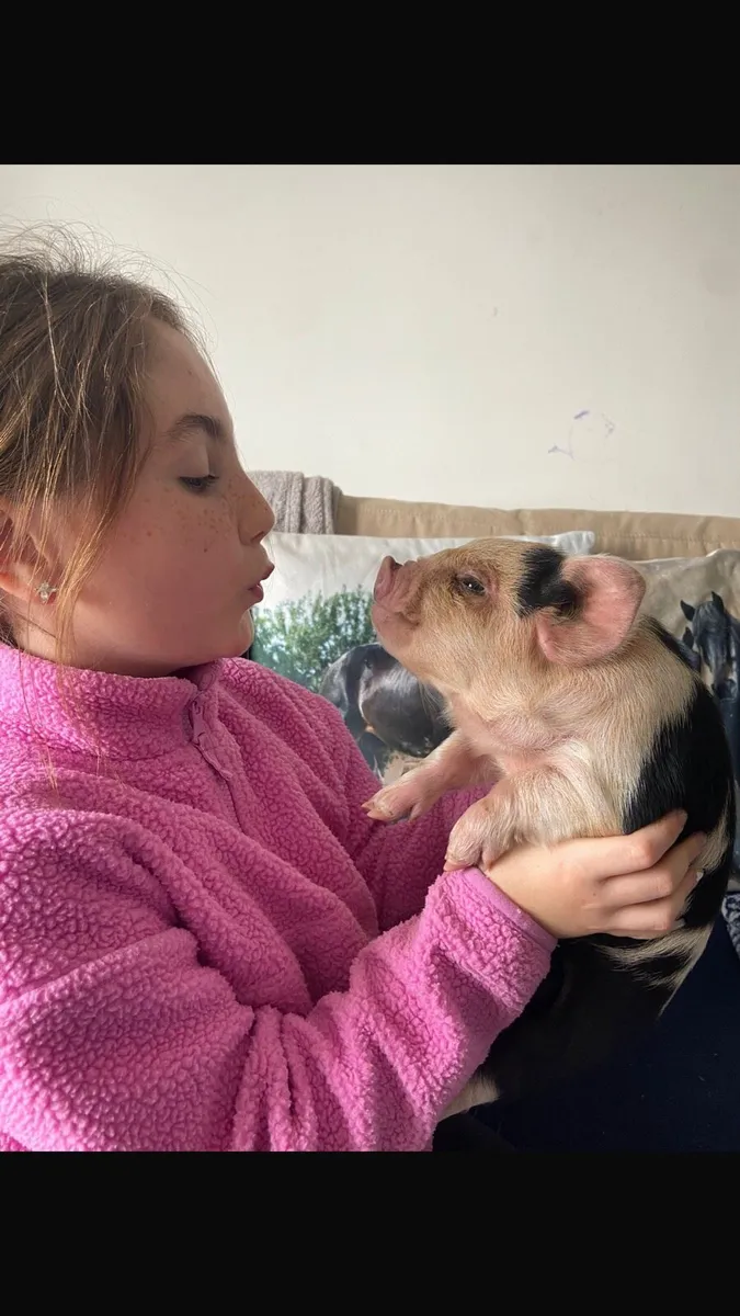 KUNEKUNE BABY PIGLET - Image 1