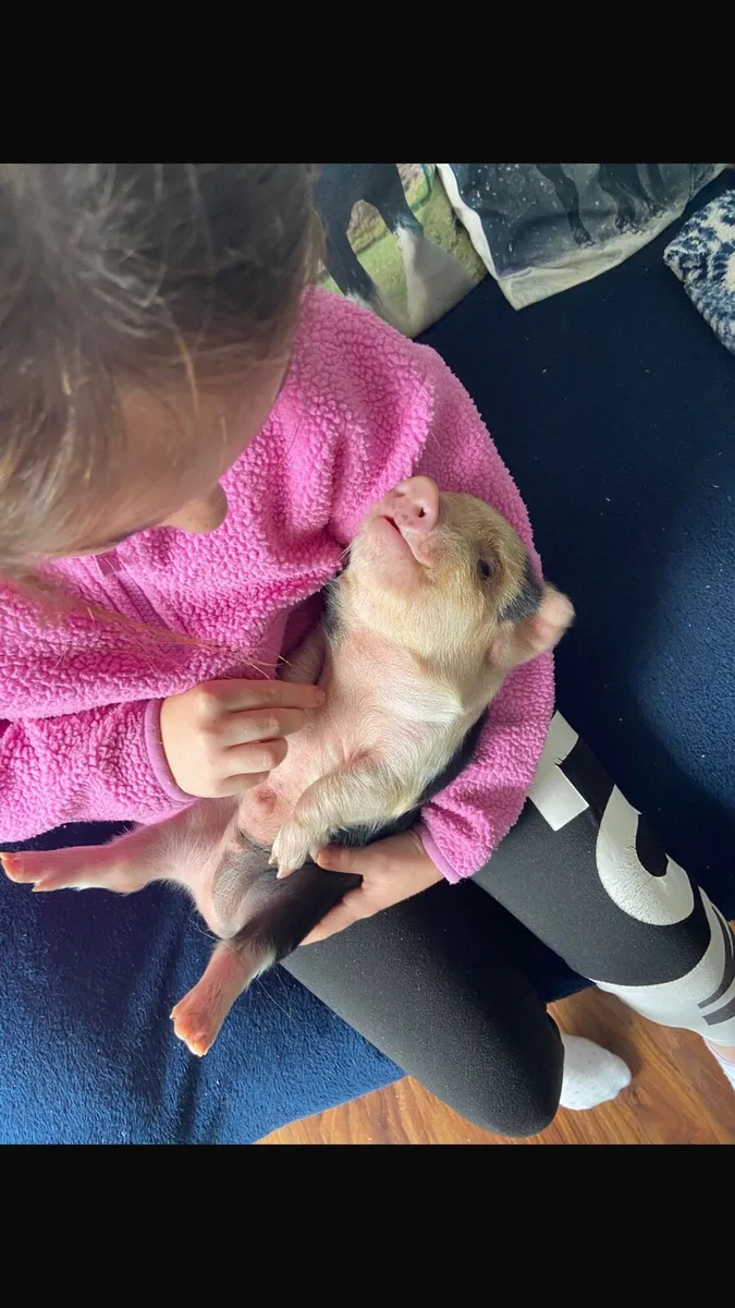 KUNEKUNE BABY PIGLET - Image 2