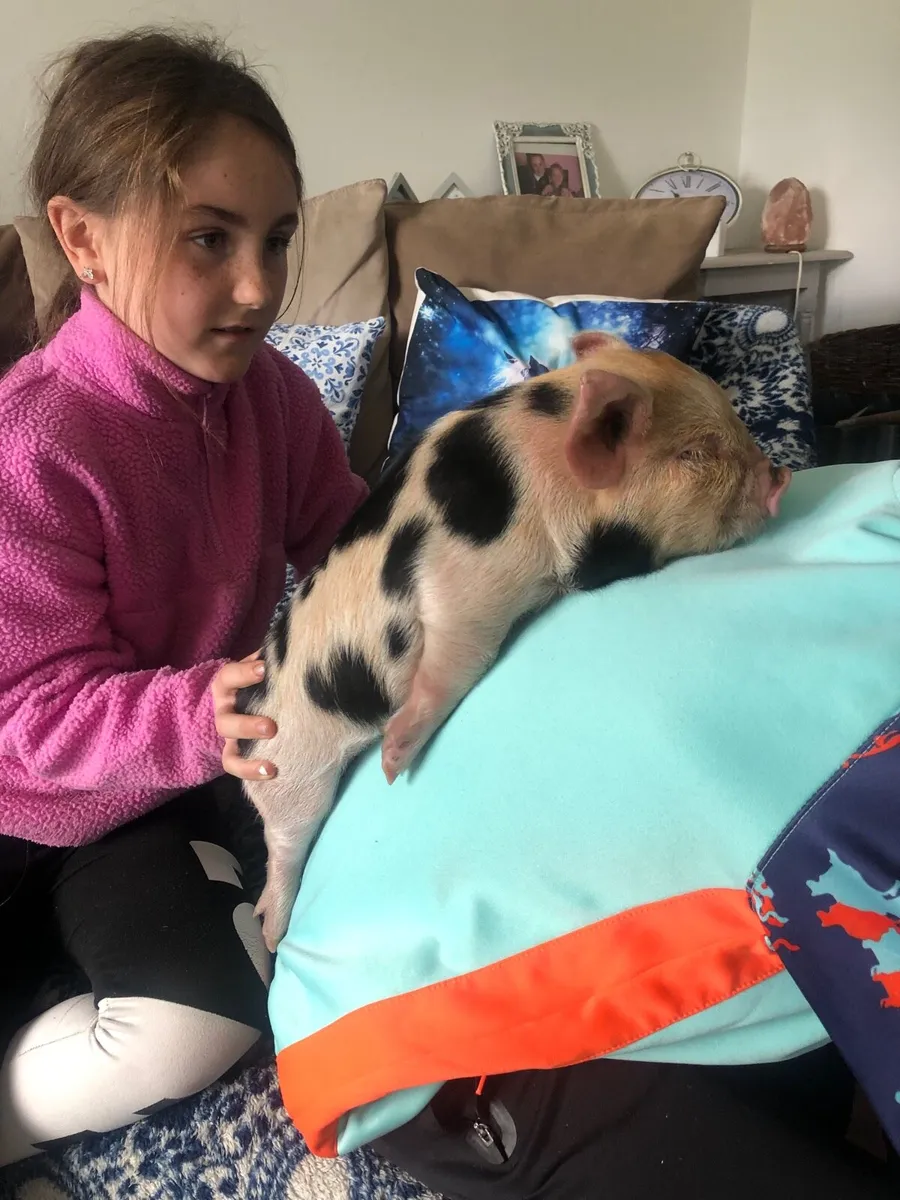KUNEKUNE BABY PIGLET - Image 3