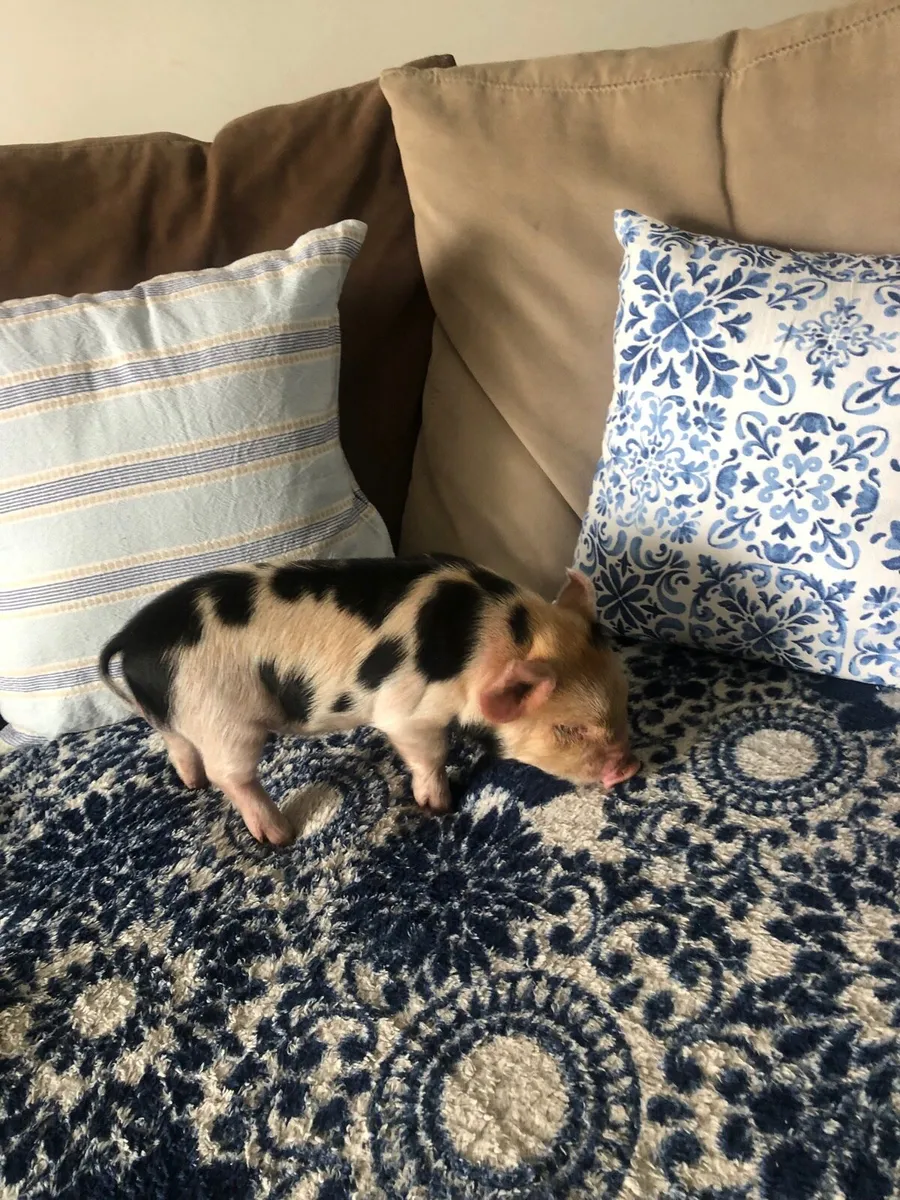 KUNEKUNE BABY PIGLET - Image 4