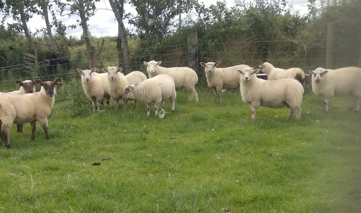 32 ewe and ram lambs - Image 1