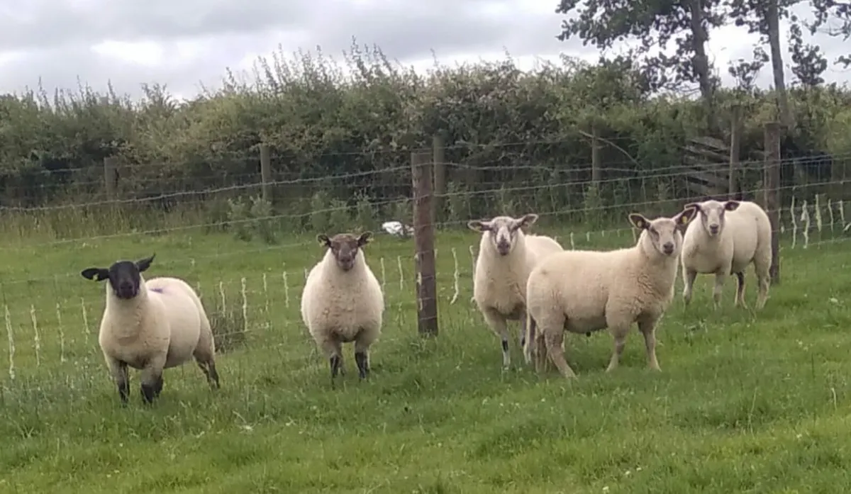 32 ewe and ram lambs - Image 2