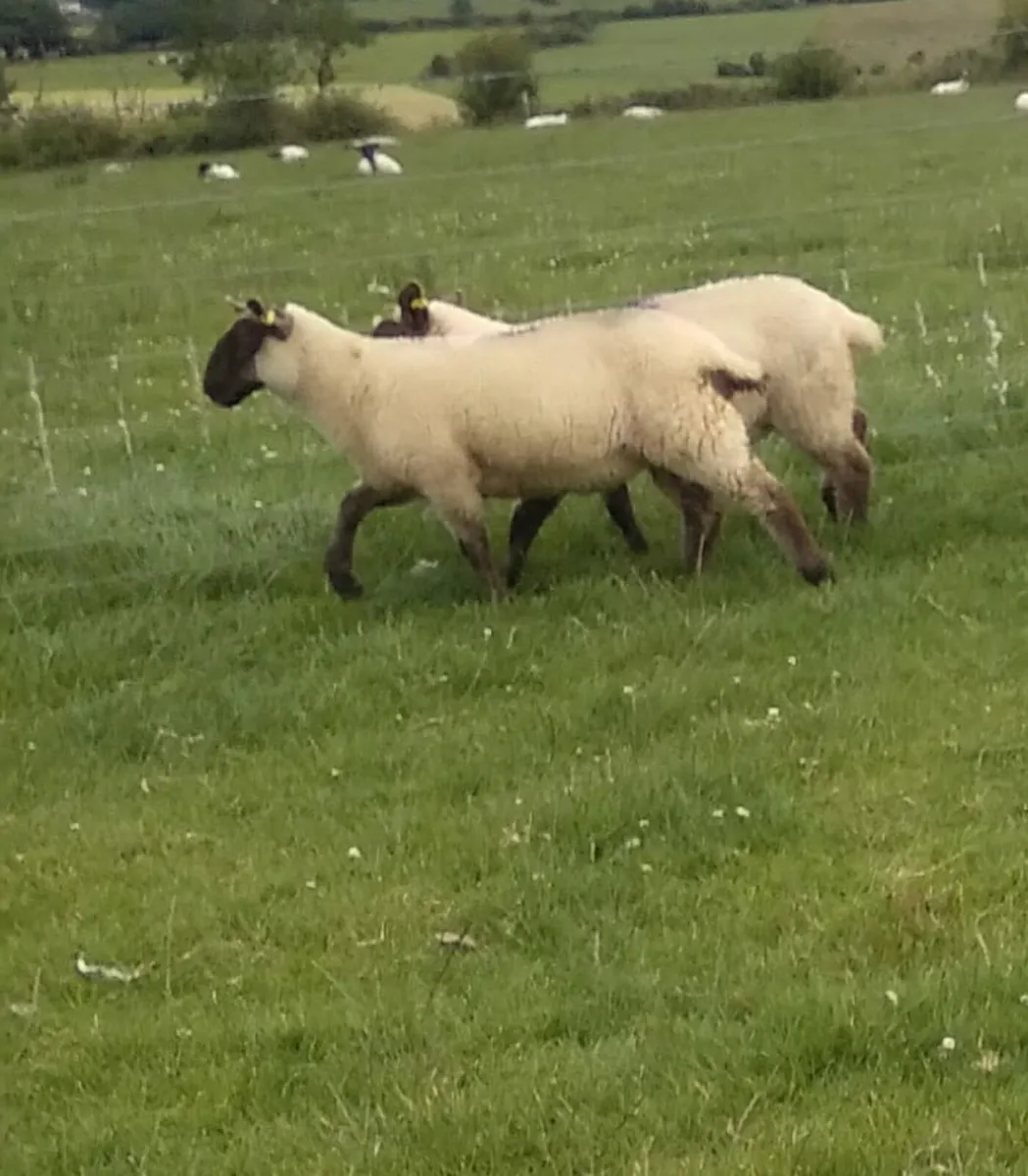32 ewe and ram lambs - Image 3