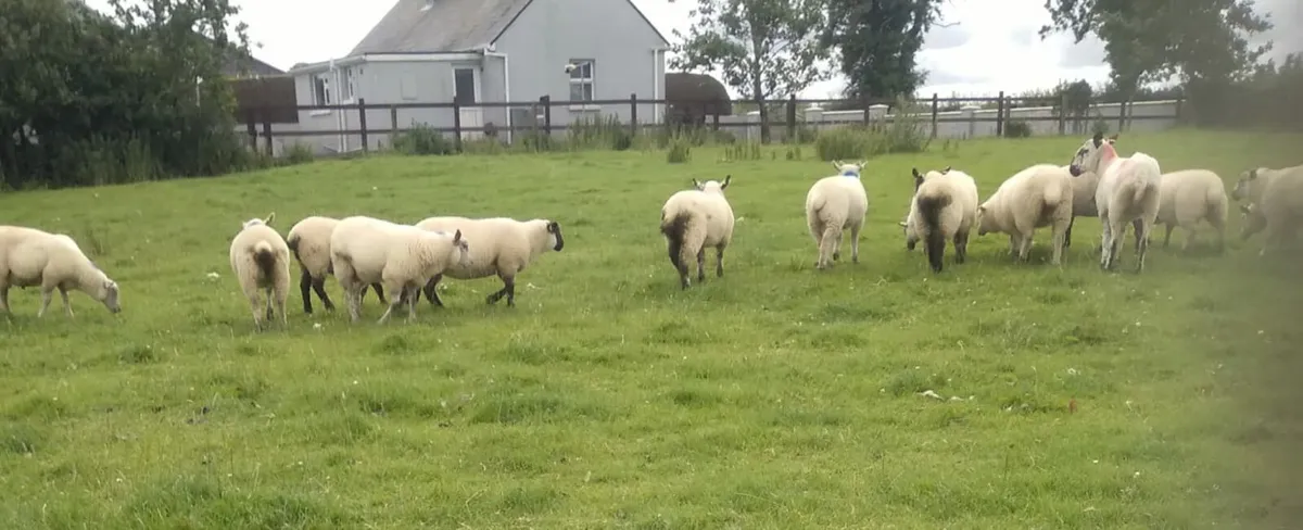 32 ewe and ram lambs - Image 4