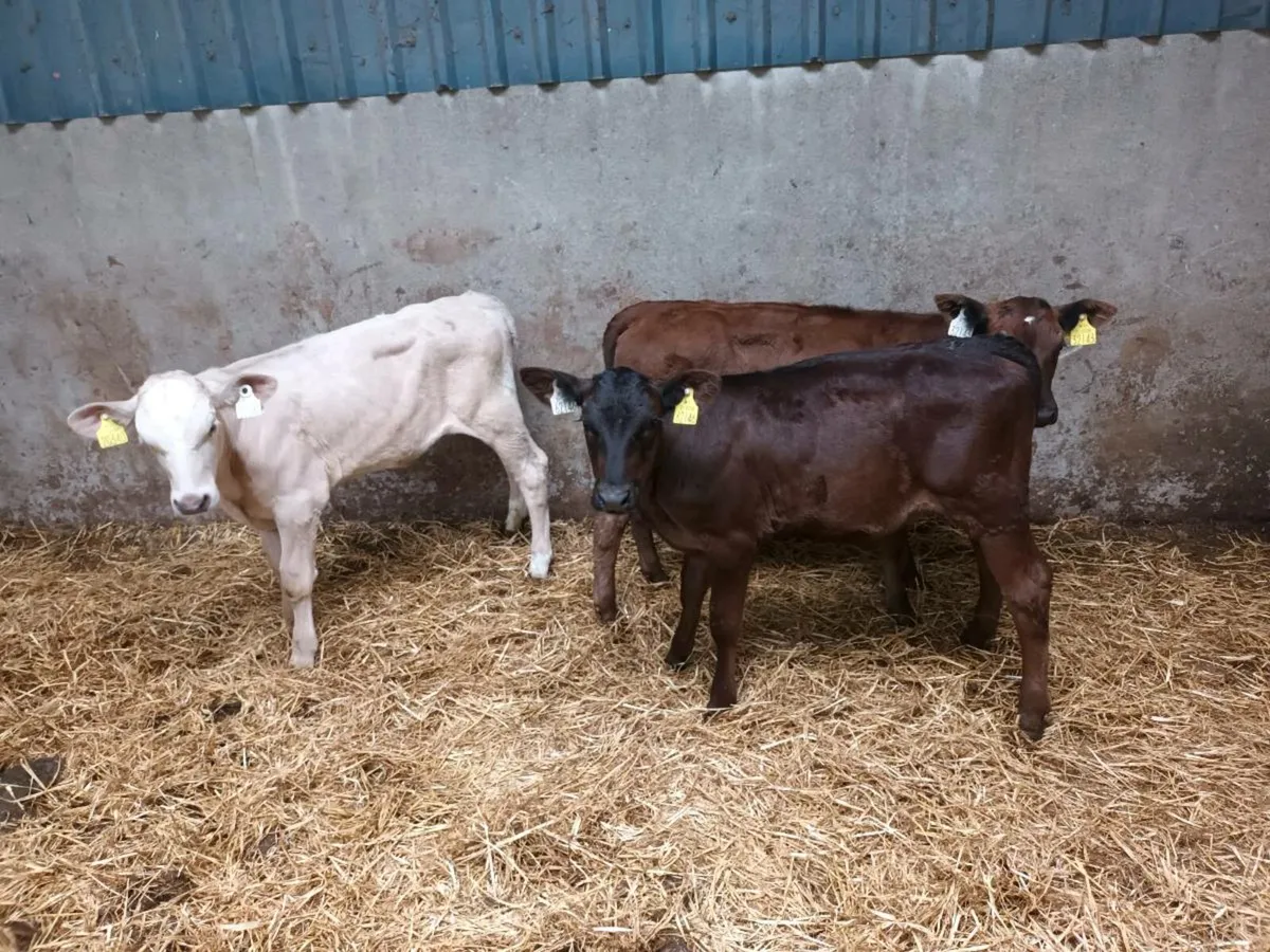 REARED CONTINENTAL HEIFERS - Image 1