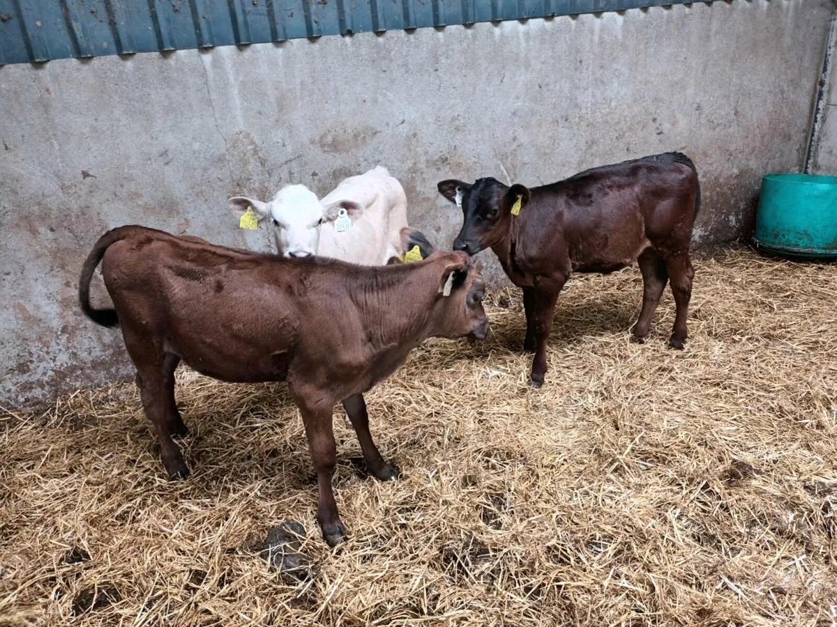 REARED CONTINENTAL HEIFERS - Image 2