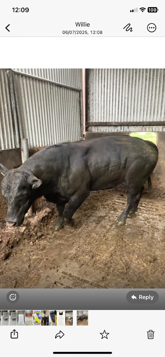 Angus Bull