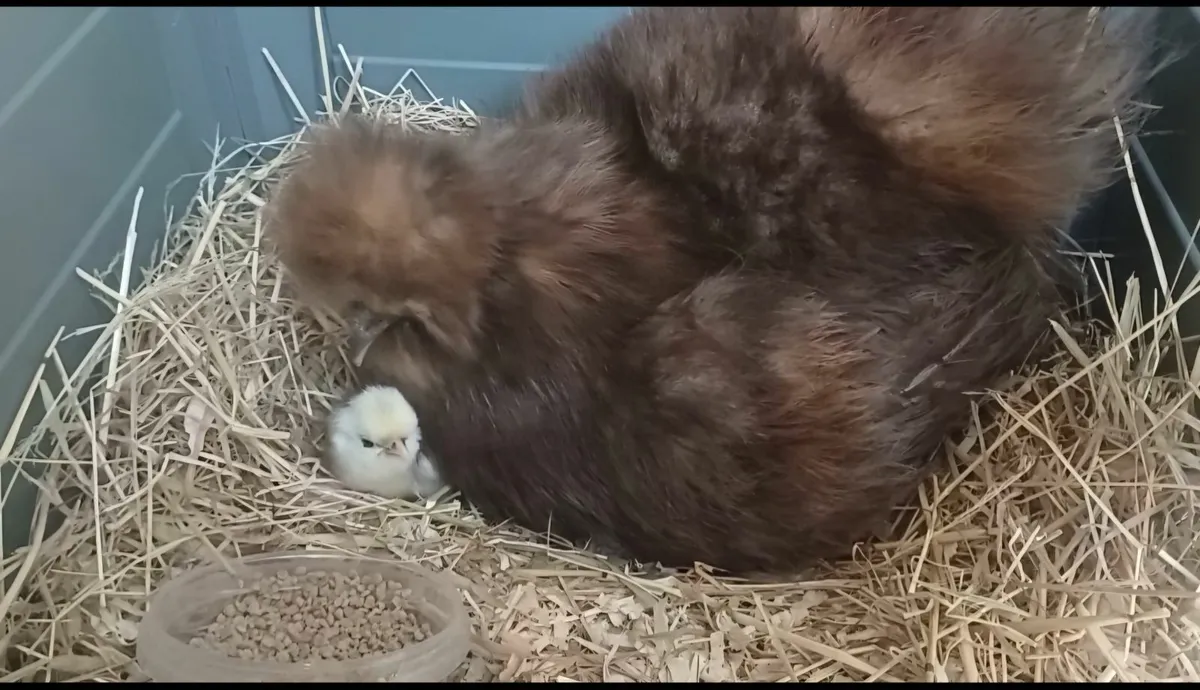 USA silkies - Image 4