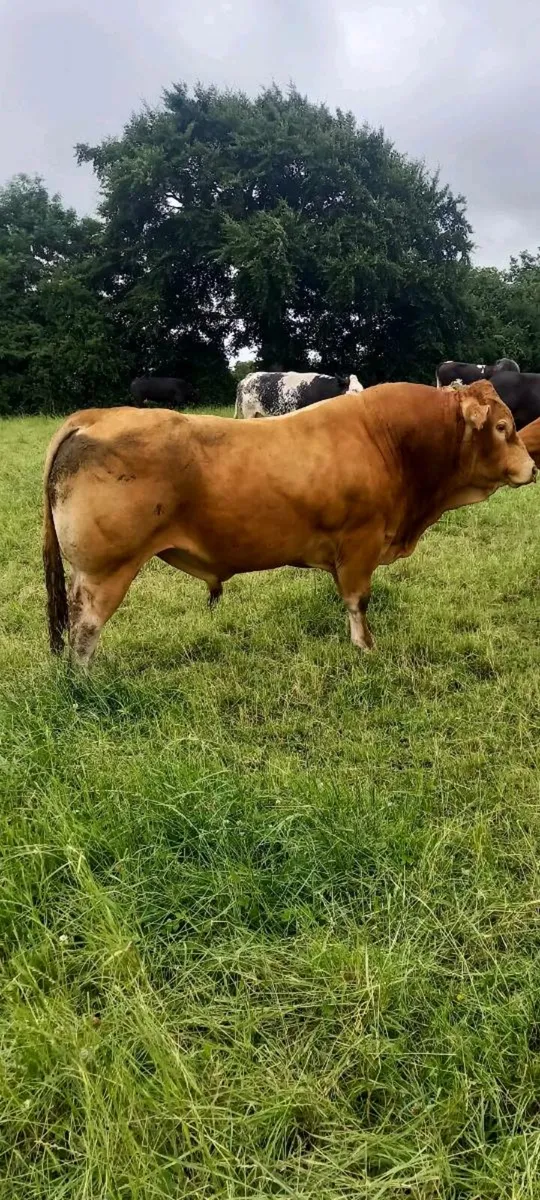 Bull - Image 1