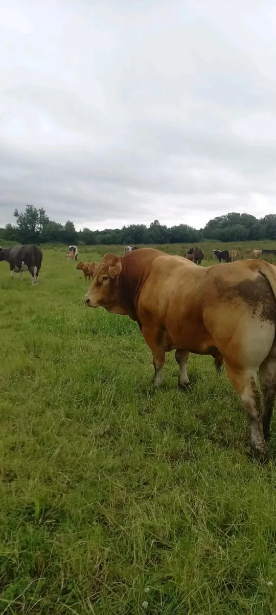 Bull - Image 2