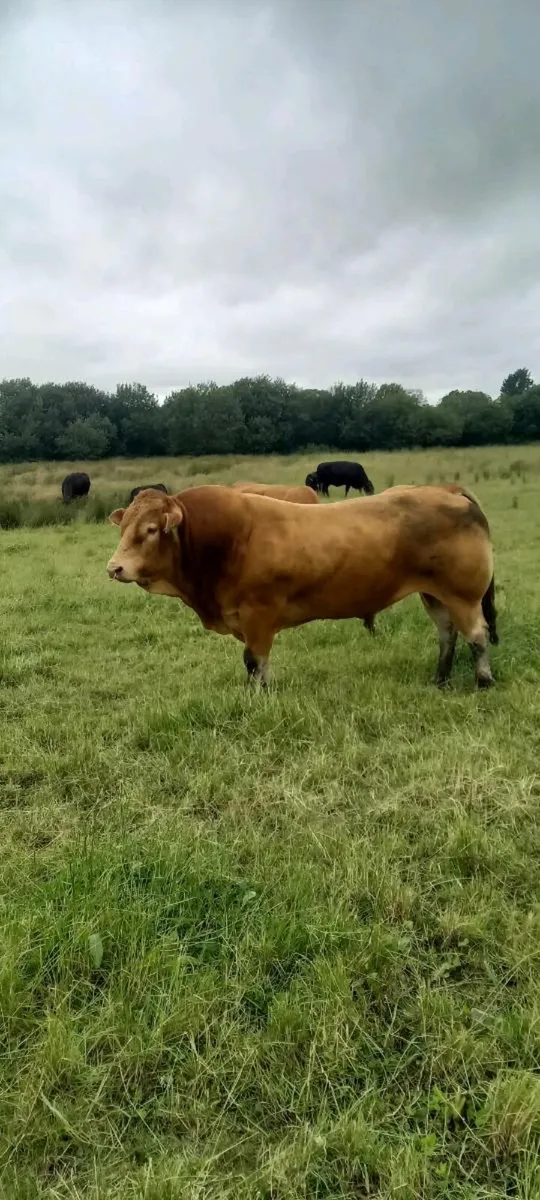 Bull - Image 3