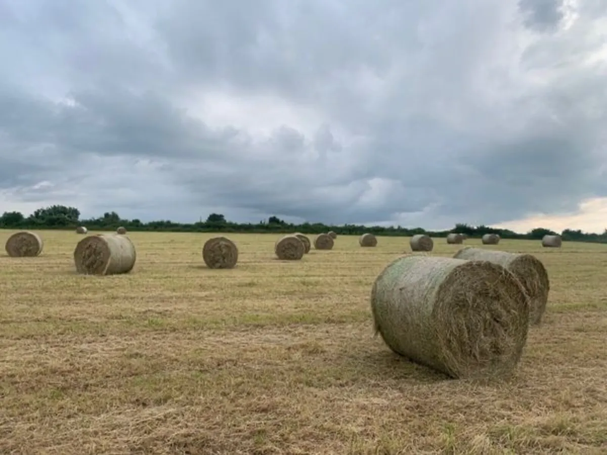 Good quality hay