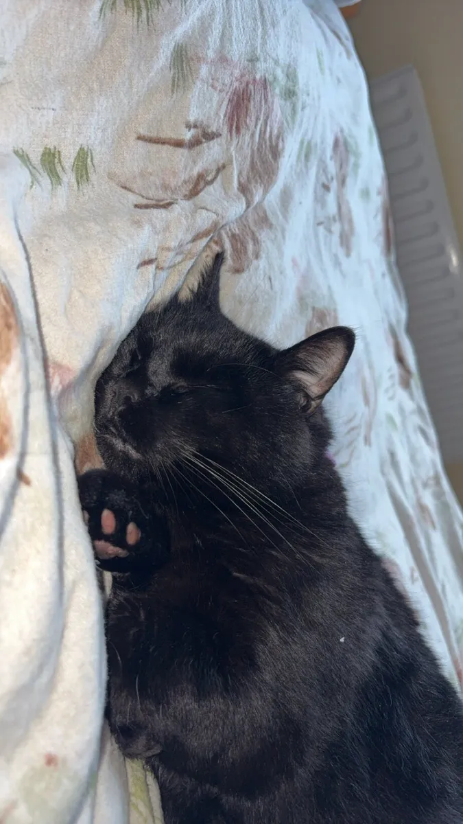 Cat - Image 2