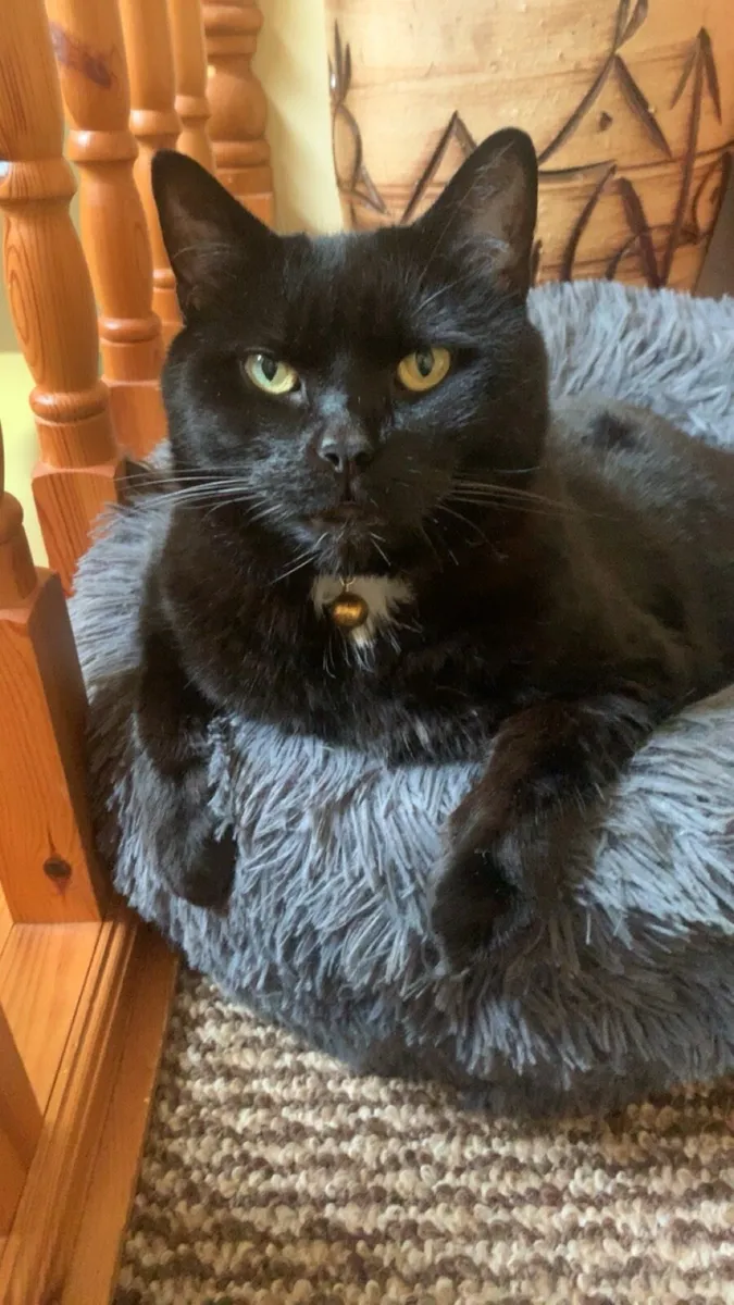 Cat - Image 1