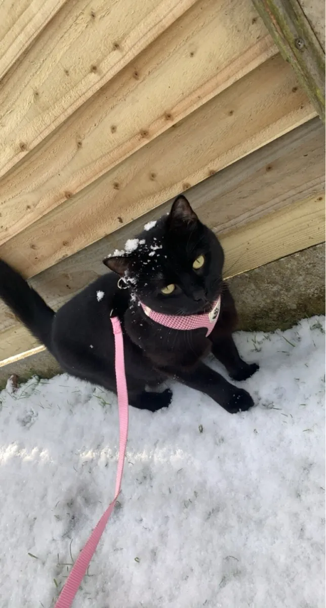 Cat - Image 3
