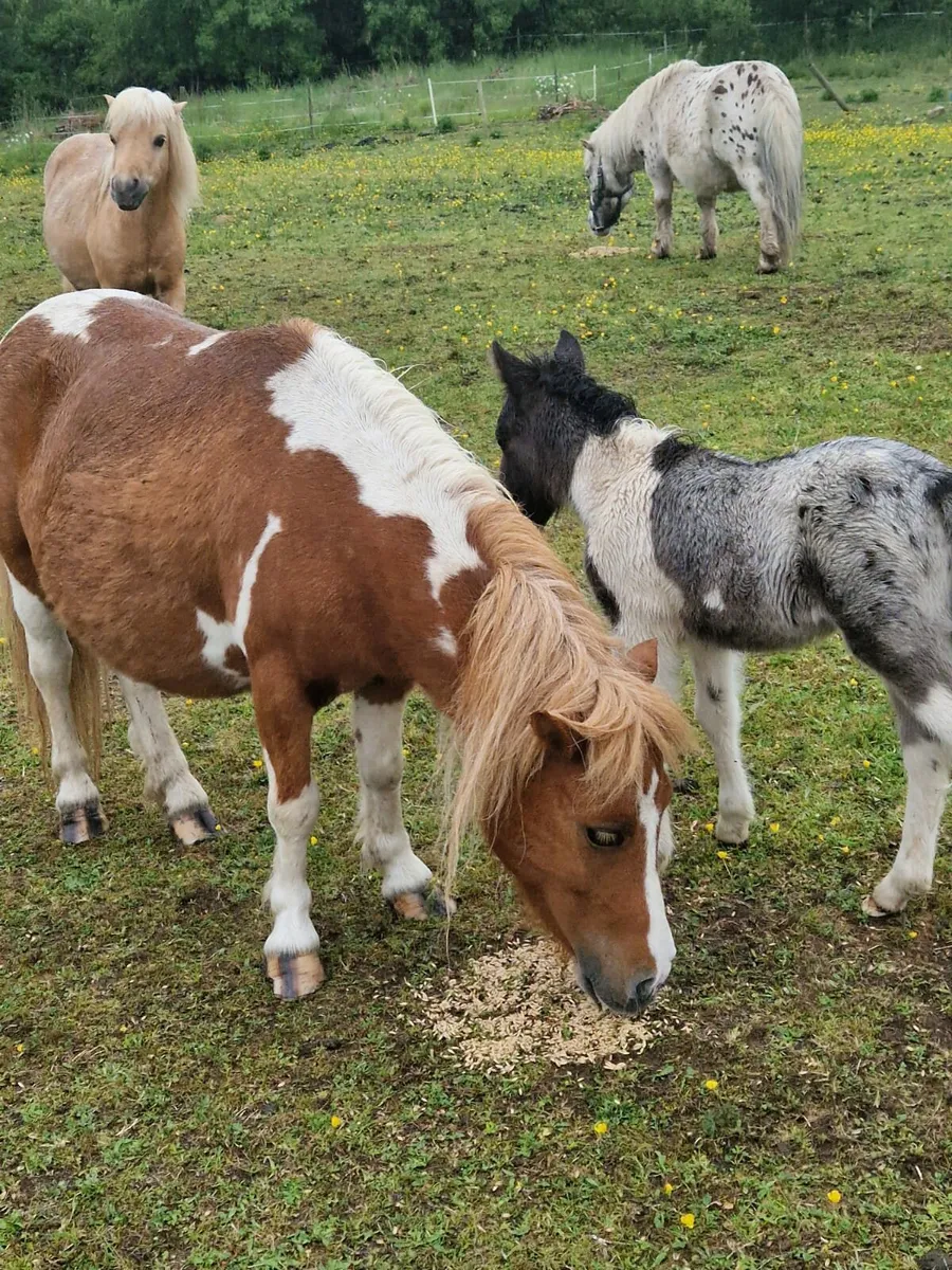 Pony mares - Image 1