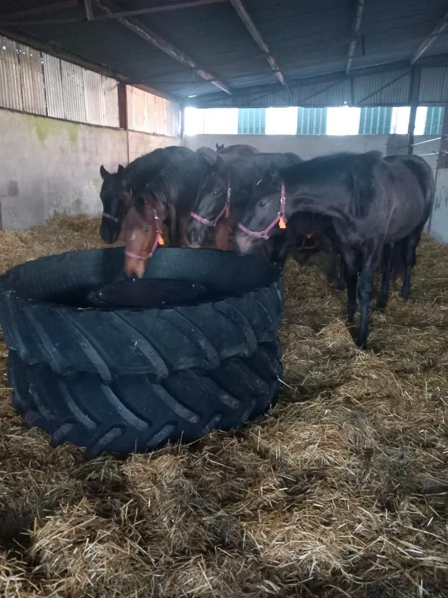 Cattle/ horse / Fully Rubber feeding troughs - Image 2