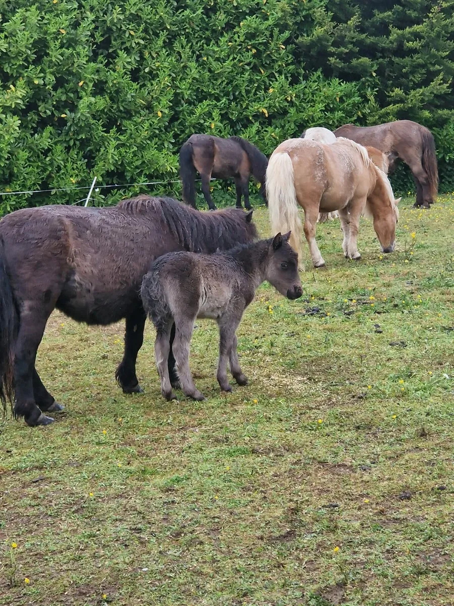 Pony mares - Image 2