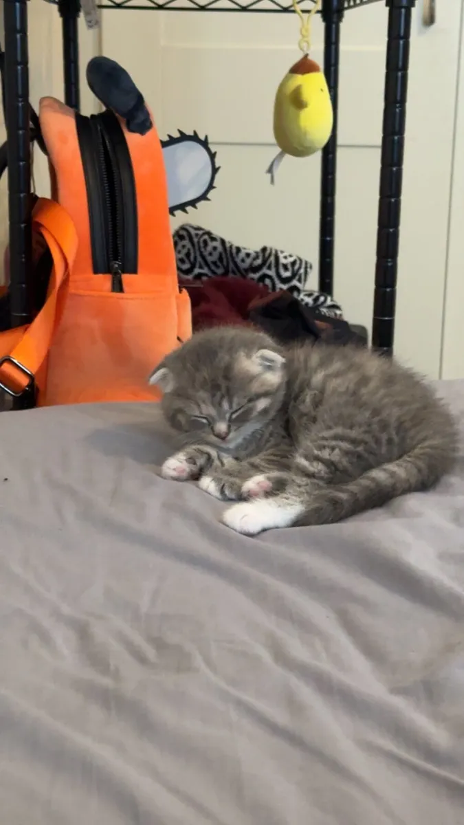 Scottish fold kitten female - Image 2