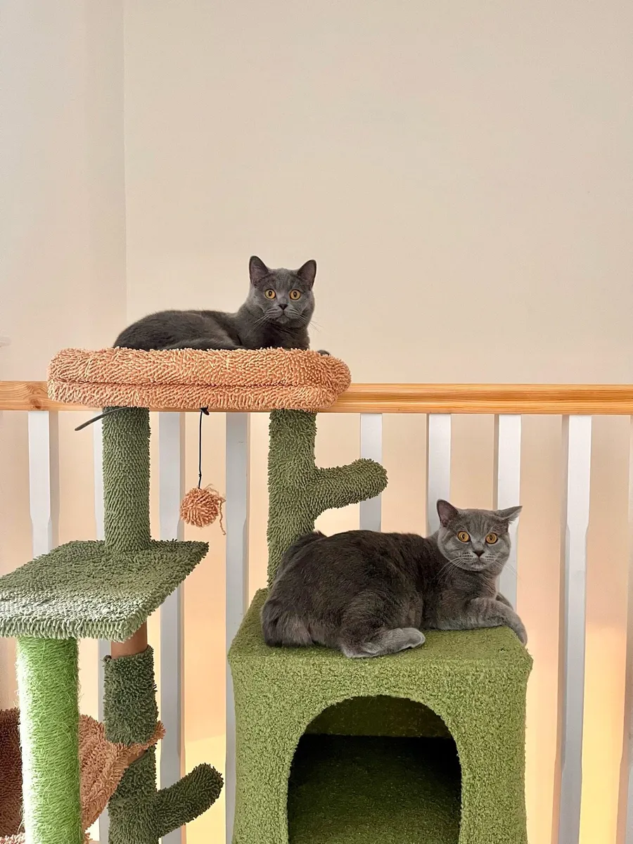 British Shorthair Cats x2 - Image 1