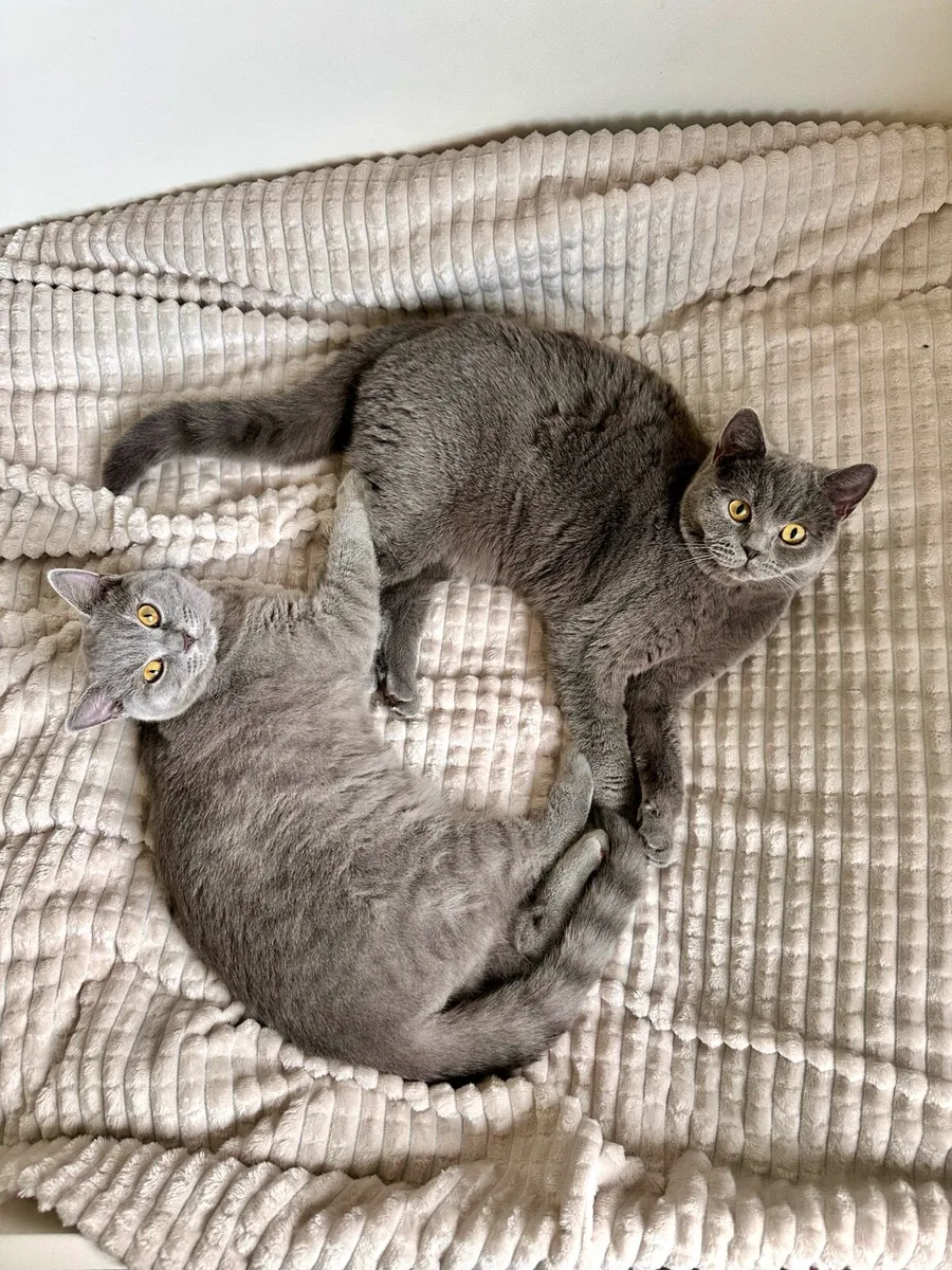 British Shorthair Cats x2 - Image 2
