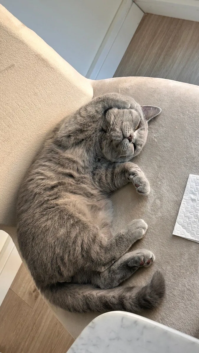 British Shorthair Cats x2 - Image 3