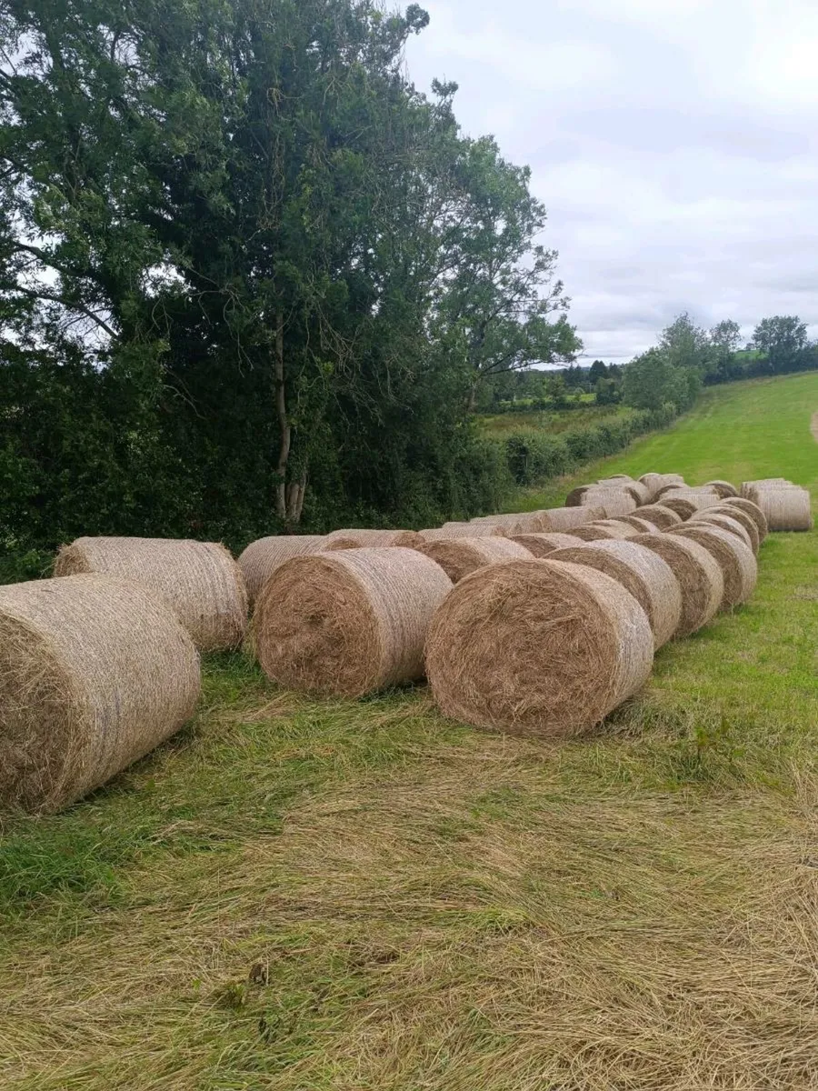 Round Bales of Hay - Image 1