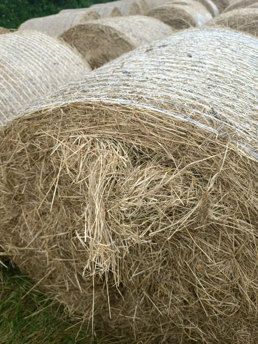 Round Bales of Hay - Image 2