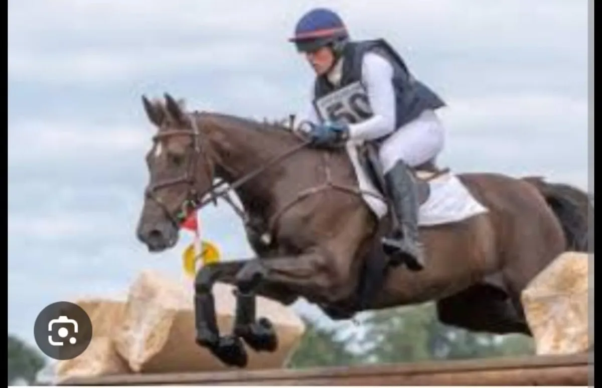 Exceptional Booodmare - Image 2